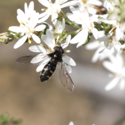 Syrphini sp. (tribe) (Unidentified syrphine hover fly) at Bruce Ridge to Gossan Hill - 27 Sep 2021 by AlisonMilton