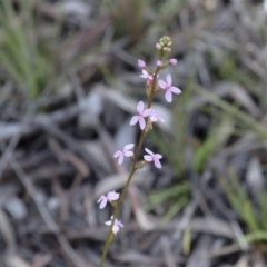 Stylidium sp. (Trigger Plant) at Bruce, ACT - 27 Sep 2021 by AlisonMilton