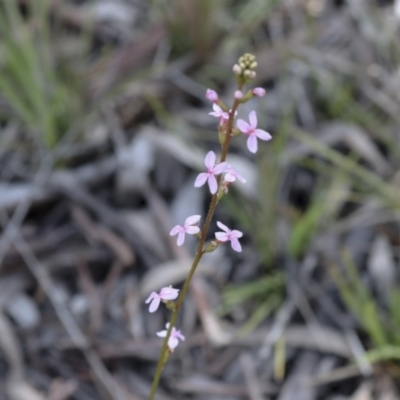 Stylidium sp. (Trigger Plant) at Bruce, ACT - 27 Sep 2021 by AlisonMilton