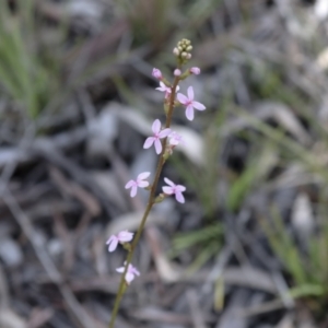 Stylidium sp. at Bruce, ACT - 27 Sep 2021 02:18 PM