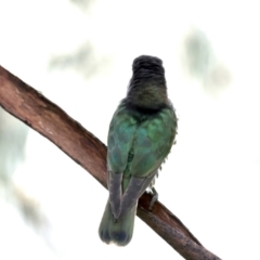 Chrysococcyx lucidus (Shining Bronze-Cuckoo) at Pialligo, ACT - 28 Sep 2021 by jbromilow50