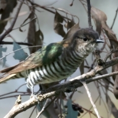 Chrysococcyx lucidus at Pialligo, ACT - 28 Sep 2021