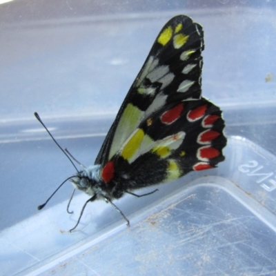Delias aganippe (Spotted Jezebel) at McKellar, ACT - 20 Jan 2021 by Amata