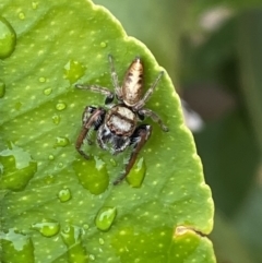 Opisthoncus grassator (Jumping spider) at Jerrabomberra, NSW - 29 Sep 2021 by SteveBorkowskis