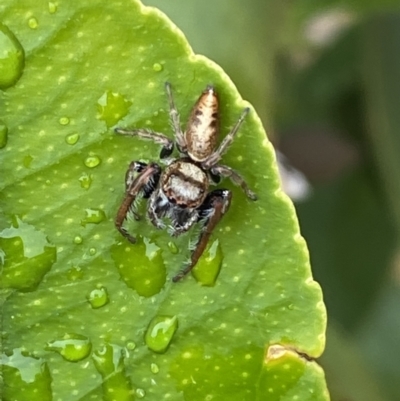 Opisthoncus grassator (Jumping spider) at Jerrabomberra, NSW - 29 Sep 2021 by SteveBorkowskis