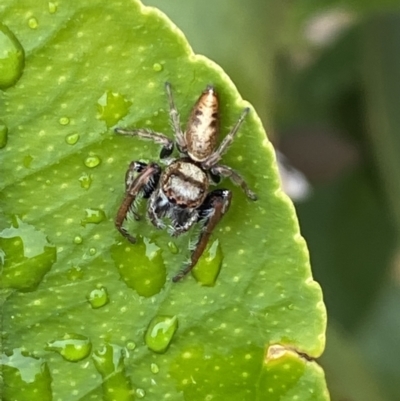 Opisthoncus grassator (Jumping spider) at Jerrabomberra, NSW - 29 Sep 2021 by Steve_Bok