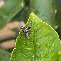 Opisthoncus grassator at Jerrabomberra, NSW - 29 Sep 2021