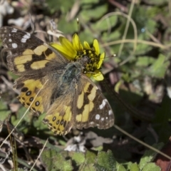 Vanessa kershawi (Australian Painted Lady) at Bruce Ridge to Gossan Hill - 27 Sep 2021 by AlisonMilton