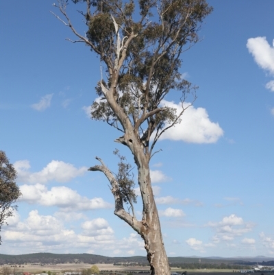 Eucalyptus blakelyi (Blakely's Red Gum) at Majura, ACT - 28 Sep 2021 by jb2602