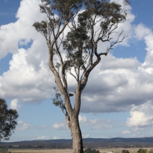 Eucalyptus blakelyi at Pialligo, ACT - 28 Sep 2021