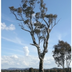 Eucalyptus blakelyi at Pialligo, ACT - 28 Sep 2021