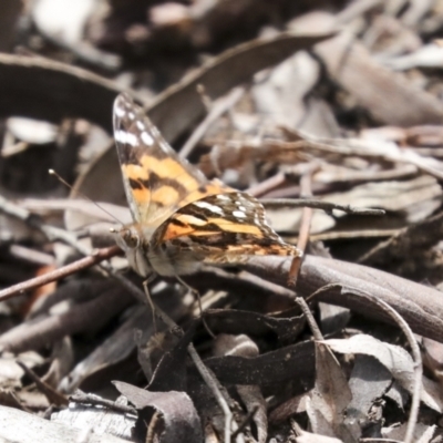 Vanessa kershawi (Australian Painted Lady) at Bruce Ridge - 27 Sep 2021 by AlisonMilton