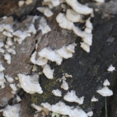 Stereum sp. at Bruce Ridge to Gossan Hill - 27 Sep 2021 by AlisonMilton