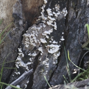 Stereum sp. at Bruce, ACT - 27 Sep 2021