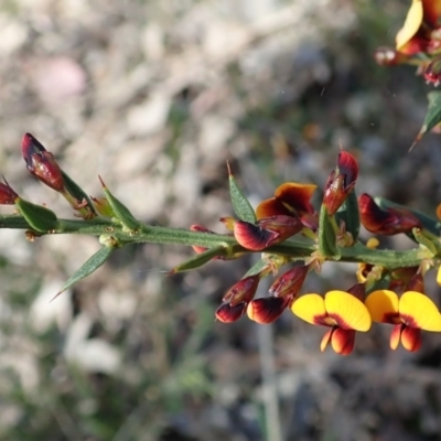 Daviesia ulicifolia subsp. ruscifolia (Broad-leaved Gorse Bitter Pea) at Aranda Bushland - 28 Sep 2021 by CathB