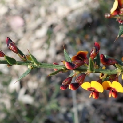 Daviesia ulicifolia subsp. ruscifolia (Broad-leaved Gorse Bitter Pea) at Holt, ACT - 28 Sep 2021 by CathB