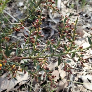 Daviesia ulicifolia subsp. ruscifolia at Holt, ACT - 28 Sep 2021 02:19 PM