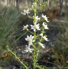 Olearia microphylla (Olearia) at Aranda Bushland - 26 Sep 2021 by CathB