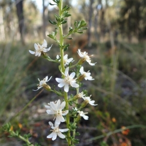 Olearia microphylla at Aranda, ACT - 26 Sep 2021 04:34 PM