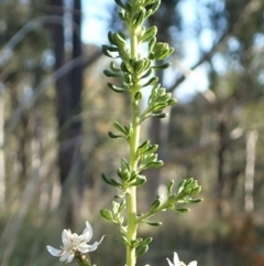 Olearia microphylla at Aranda, ACT - 26 Sep 2021 04:34 PM