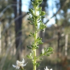 Olearia microphylla at Aranda, ACT - 26 Sep 2021