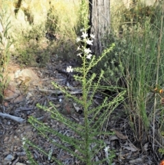 Olearia microphylla at Aranda, ACT - 26 Sep 2021 04:34 PM