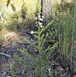 Olearia microphylla at Aranda, ACT - 26 Sep 2021 04:34 PM