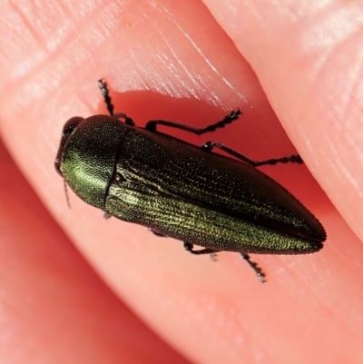 Melobasis propinqua (Propinqua jewel beetle) at Aranda, ACT - 26 Sep 2021 by CathB