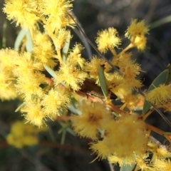 Melobasis propinqua at Aranda, ACT - 26 Sep 2021