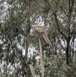 Cacomantis pallidus at Albury, NSW - 29 Sep 2021 01:22 PM