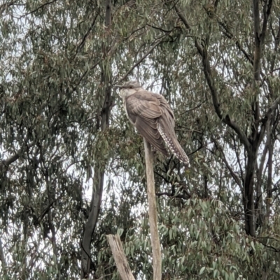 Cacomantis pallidus (Pallid Cuckoo) at Albury - 29 Sep 2021 by ChrisAllen