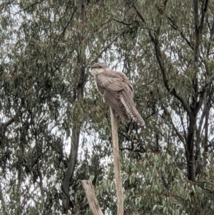 Cacomantis pallidus at Albury, NSW - 29 Sep 2021
