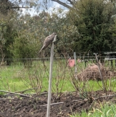 Cacomantis pallidus at Albury, NSW - 29 Sep 2021