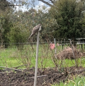 Cacomantis pallidus at Albury, NSW - 29 Sep 2021