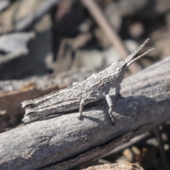 Coryphistes ruricola (Bark-mimicking Grasshopper) at Bruce, ACT - 27 Sep 2021 by AlisonMilton