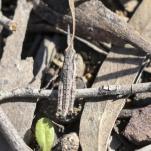 Coryphistes ruricola at Bruce, ACT - 27 Sep 2021