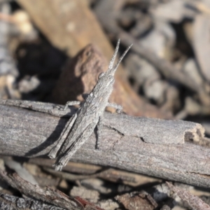 Coryphistes ruricola at Bruce, ACT - 27 Sep 2021