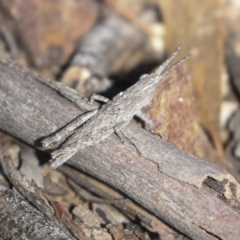 Coryphistes ruricola at Bruce, ACT - 27 Sep 2021