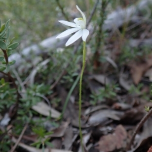 Caladenia fuscata at Aranda, ACT - 28 Sep 2021