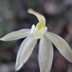 Caladenia fuscata at Aranda, ACT - 28 Sep 2021