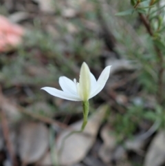 Caladenia fuscata at Aranda, ACT - 28 Sep 2021