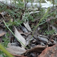 Caladenia fuscata at Aranda, ACT - 28 Sep 2021