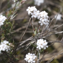 Leucopogon virgatus (Common Beard-heath) at Bruce Ridge - 27 Sep 2021 by AlisonMilton