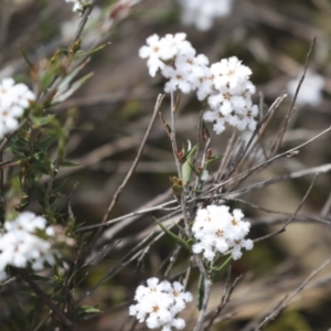 Leucopogon virgatus at Bruce, ACT - 27 Sep 2021