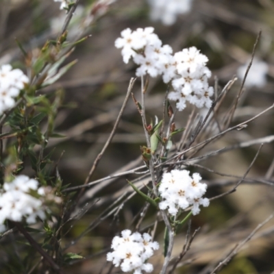 Leucopogon virgatus (Common Beard-heath) at Bruce Ridge - 27 Sep 2021 by AlisonMilton