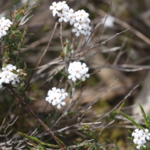 Leucopogon virgatus at Bruce, ACT - 27 Sep 2021