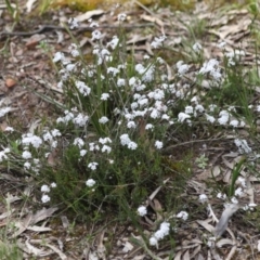 Leucopogon virgatus at Bruce, ACT - 27 Sep 2021 11:55 AM