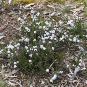 Leucopogon virgatus at Bruce, ACT - 27 Sep 2021