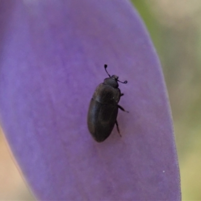 Nitidulidae sp. (family) (Sap beetle) at Aranda Bushland - 28 Sep 2021 by CathB