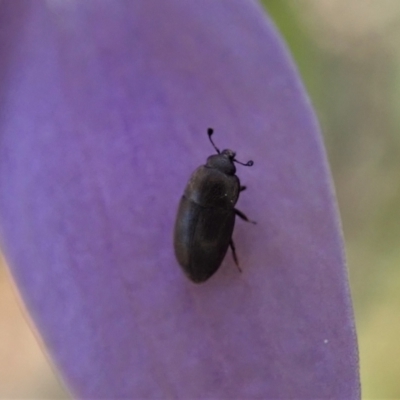 Nitidulidae sp. (family) (Sap beetle) at Holt, ACT - 28 Sep 2021 by CathB